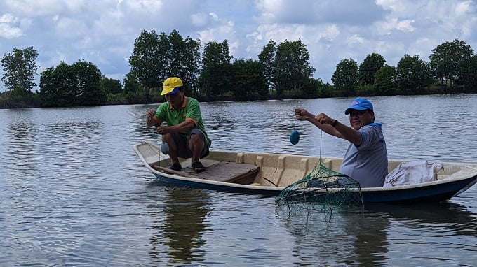 Trải nghiệm giăng lưới bắt cua tại Thạnh Phú - Bến Tre