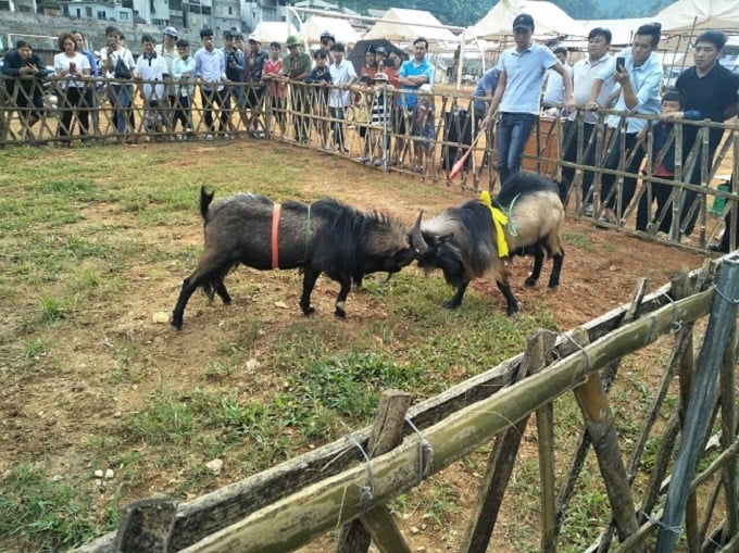 Du lịch Mù Cang Chải 2020 với nhiều hoạt động hấp dẫn 7 Hội thi chọi dê ở huyện Mù Cang Chải, tỉnh Yên Bái
