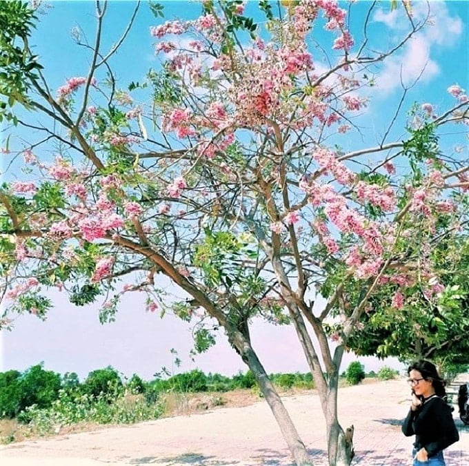 Khám phá Công viên Icon độc đáo tại Vũng Tàu với 20 biểu tượng cảm xúc 5 Hoa Đỗ Mai nở cũng vào mùa nở rộ trên những con đường quanh công viên