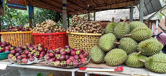 Ngoài tham quan, các bạn còn có thể mua trái cây mang về với giá tại vườn