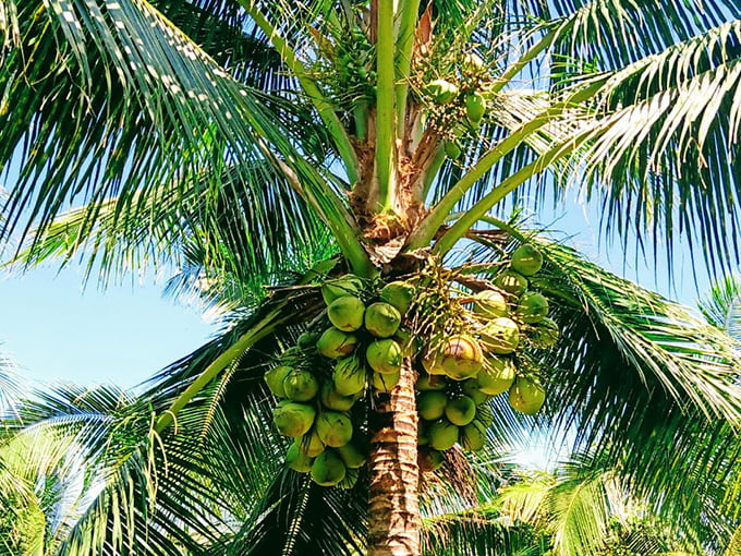 Dừa sáp - Đặc sản nổi tiếng xứ Trà Vinh 2 Cây dừa sáp về hình dáng cũng giống những cây dừa bình thường, chỉ khác nhau phần cơm dừa khi trái già sẽ dày hơn và thơm ngon hơn