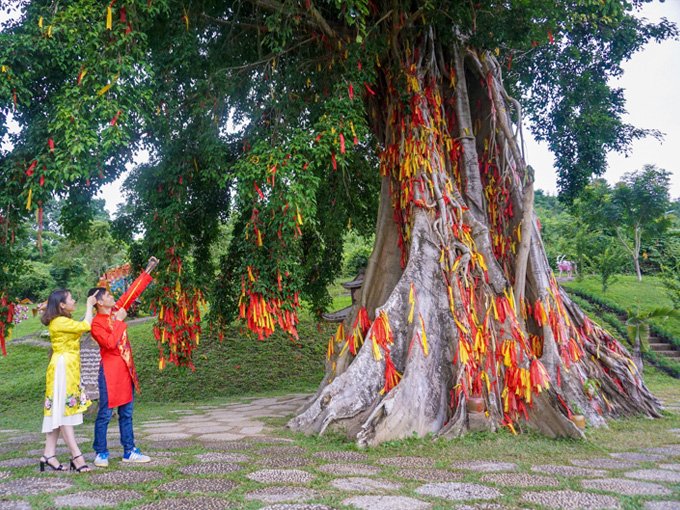 Cây mộc thần linh thiên ở Thác Yang Bay