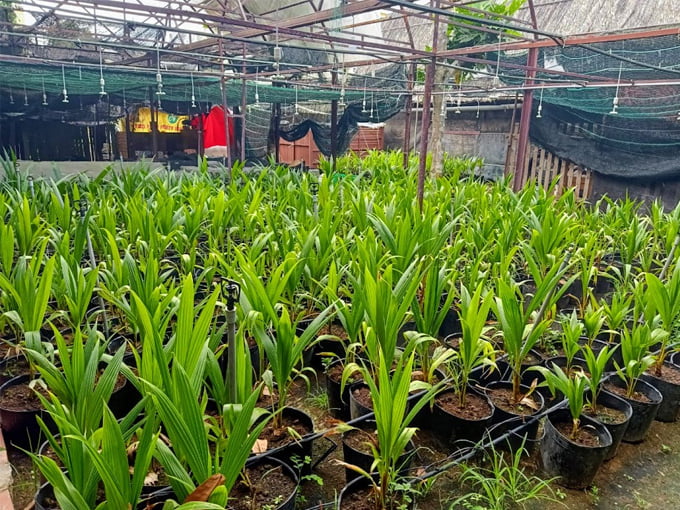 Dừa sáp - Đặc sản nổi tiếng xứ Trà Vinh 5 Mua / bán giống dừa sáp Trà Vinh - Tỷ lệ sáp lên đến 99%